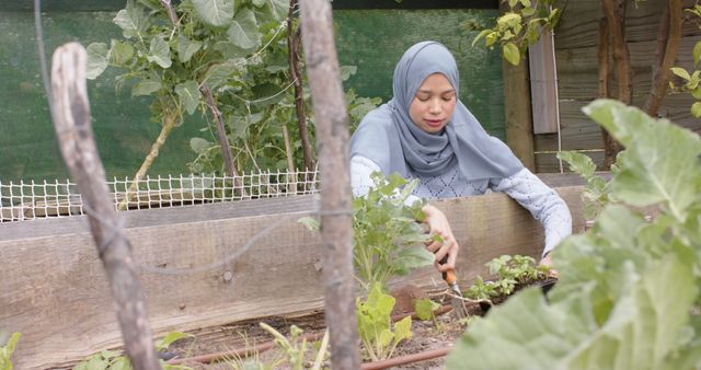 This visual highlights a young Muslim woman in her garden, wearing a hijab while tending to plants in a raised bed. It can be used for themes related to sustainable living, outdoor hobbies, urban gardening, and promoting a balanced lifestyle focused around nature. Ideas for usage include gardening blogs, lifestyle magazines, environmental websites, and social media promotions related to healthy and active living.