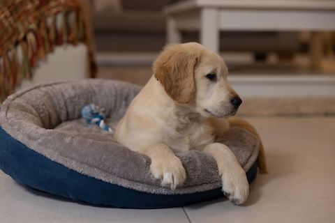 Golden Retriever Puppy Resting in Plush Round Bed Holding Blue Rope Toy, Cozy Home