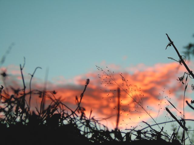 Tranquil Sunset with Silhouetted Grass and Vivid Clouds - Download Free Stock Photos Pikwizard.com