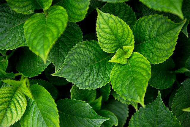 An intricate close-up of vibrant green leaves in lush foliage. Ideal for use in nature-related articles, gardening websites, environmental awareness campaigns, and background images.