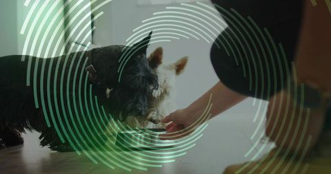 Kneeling woman feeding terrier dogs from low metal bowl on sunlit hardwood floor with green overlay