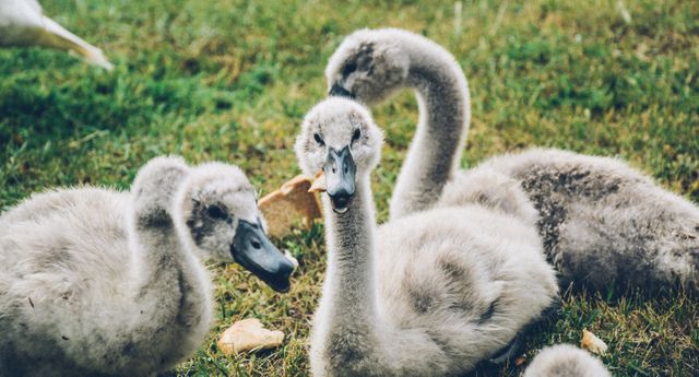 Fuzzy young goslings gathered closely on grass exploring surroundings. Perfect for animal life editorials, wildlife conservation campaigns, educational materials focusing on bird species, or children's nature books.