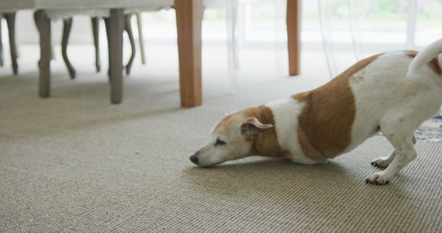 Close up of happy pet dog playing on carpet in living room - Download Free Stock Photos Pikwizard.com