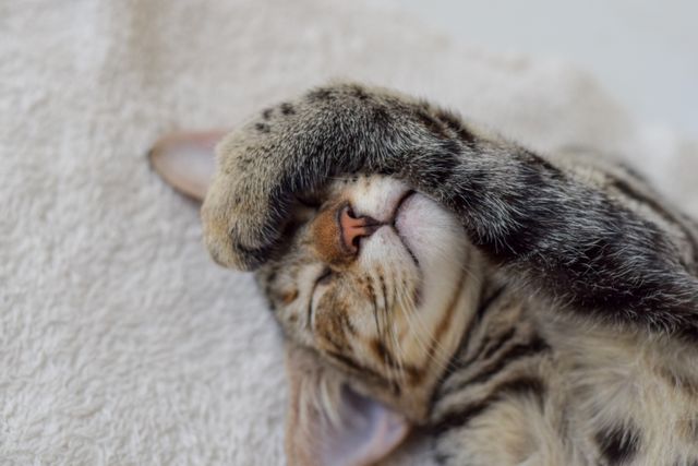 Adorable tabby kitten with paw covering its face while sleeping on a soft white surface. Perfect for themes involving relaxation, sleep, pets, coziness, or animal care. Can be used in pet-related blogs, social media posts, or sleep-related articles.
