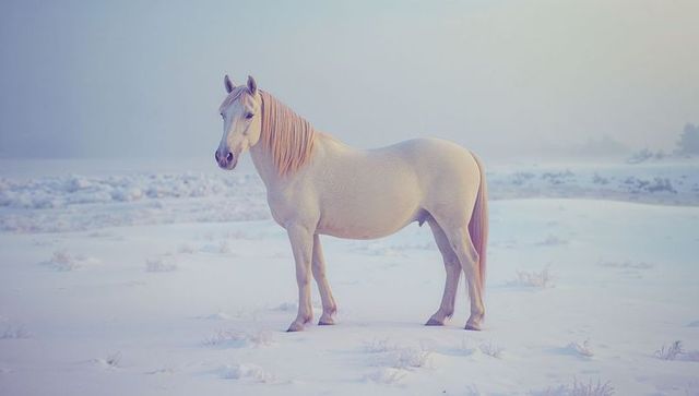 Graceful White Horse Posing in Snowy Winter Landscape