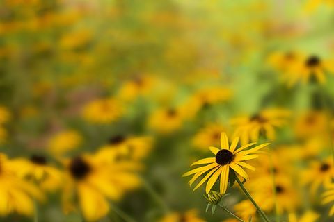 Blooming yellow daisies in sunny meadow