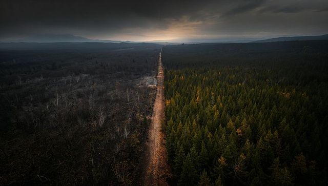 Aerial view of straight dirt track dividing conifer forest and blackened burn scar at dusk