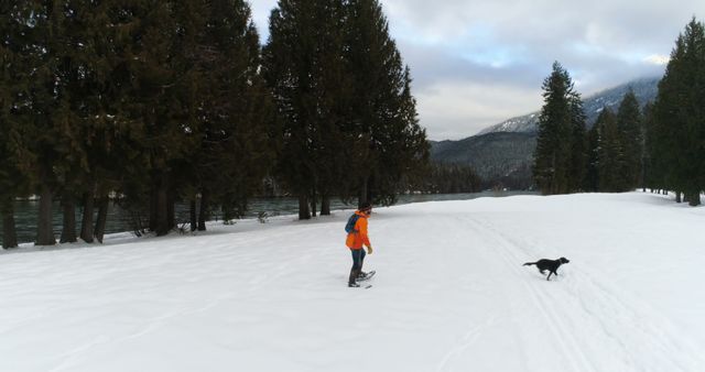 Snowshoeing with Dog in Winter Forest Landscape - Download Free Stock Images Pikwizard.com