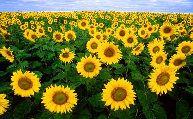 Vibrant Sunflower Field Under Blue Sky - Download Free Stock Photos Pikwizard.com