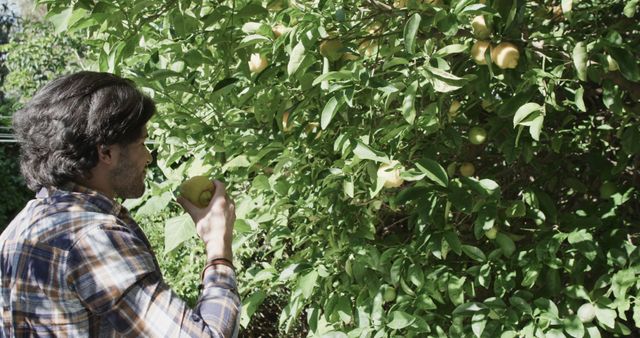Man harvesting ripe lemons from tree in a garden on a sunny day. He wears a casual plaid shirt. This scene depicts organic farming, fresh produce, and a connection to nature. Ideal for promoting agricultural practices, gardening, and healthy living.