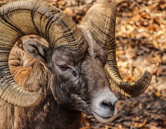 Close-up shot capturing the detailed texture and imposing presence of a bighorn sheep with large, curved horns. Ideal for wildlife conservation content, nature-themed publications, outdoor adventure promotions, and educational material on mammal species.