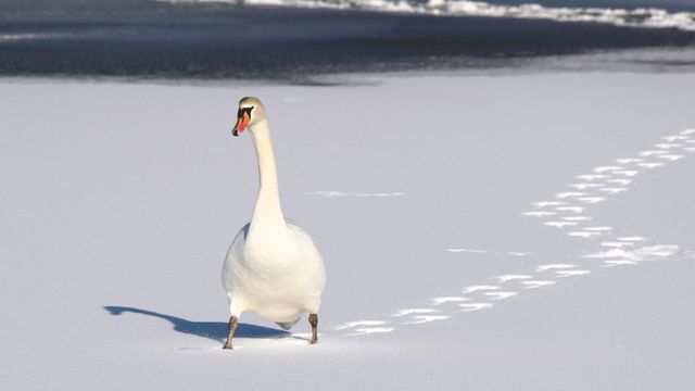 Swan standing on a snow-covered lake during winter. Footprints trail behind the bird. Ideal for winter nature themes, wildlife illustrations, and articles about seasonal changes in animal behavior.