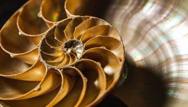 Golden nautilus spiral revealing mother-of-pearl chambers macro closeup with iridescence