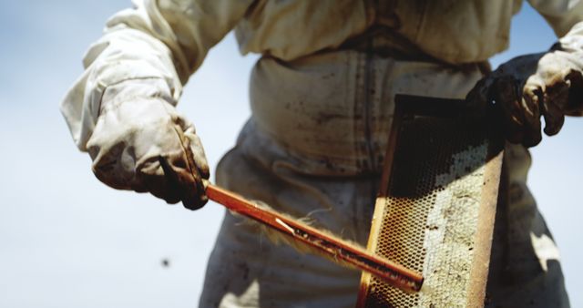 Beekeeper removing honeycomb from hive using special tools, showcasing the process of honey production. Useful for materials on beekeeping, apiculture education, agricultural practices, and promoting the importance of bee conservation.
