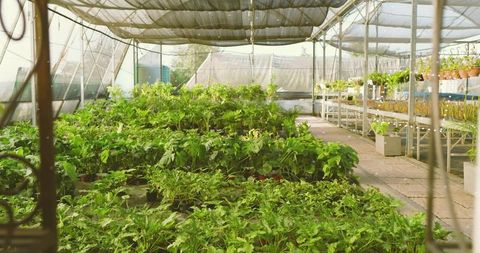 Cultivating lush potted plants in urban greenhouse under shade cloth