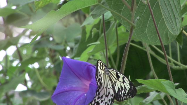 A butterfly gracefully landing on a vibrant blue flower amidst green leaves, offering a serene and captivating glimpse into nature's beauty. This image is ideal for use in environmental and botanical contexts, and is perfect for representations of natural beauty and ecological balance in gardens or wildlife imagery.