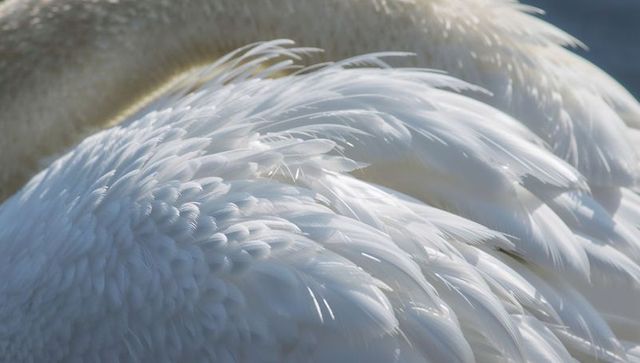 Closeup white feather texture showing downy contour plumage with soft coastal light