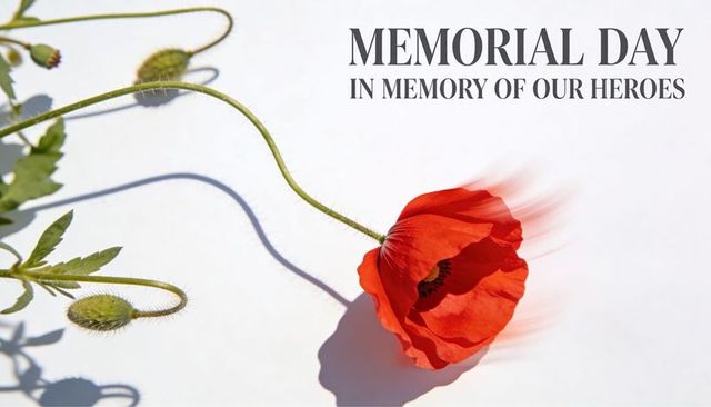 Memorial day red poppy lying on white backdrop with curved stem, buds, shadow, copy space