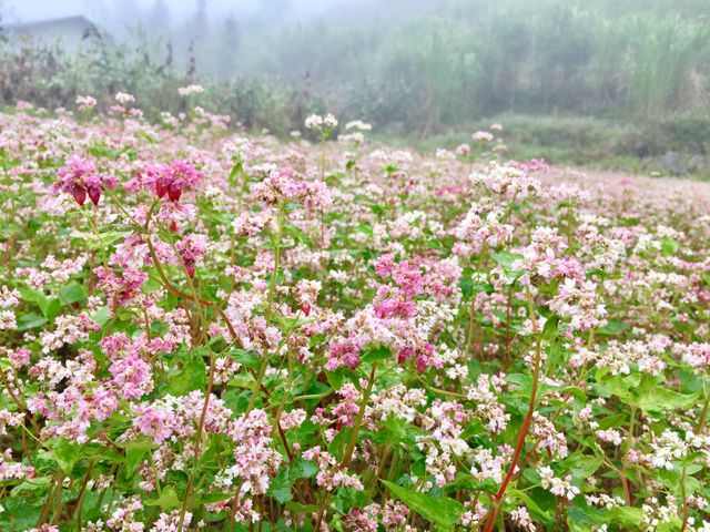 Buckwheat flowers in bloom with pink and white petals in a misty meadow, creating a serene and calming scene. Ideal for use in agricultural and nature-themed promotions, rural background images, and countryside travel advertisements.