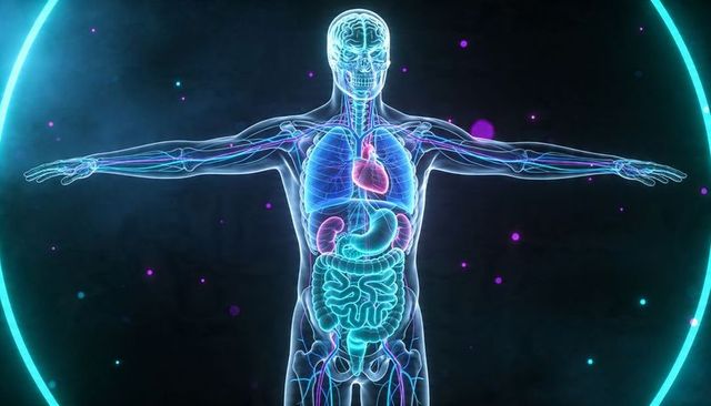 Translucent male anatomy hologram revealing glowing brain, heart, lungs and vascular