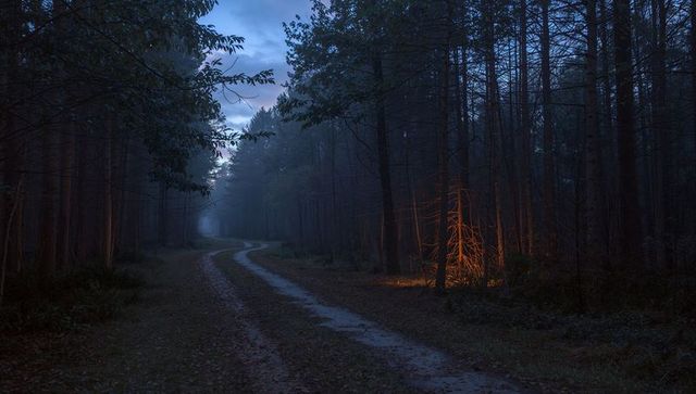 Twilight forest trail winding into mist with warm backlit sapling and moody conifers