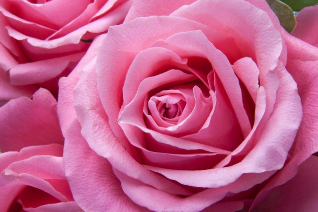 Capturing the delicate layers and rich color of a pink rose in full bloom, this image highlights the intricate details of nature's beauty. Ideal for use in floral arrangements, garden planning, romantic themes, and nature-related promotions.