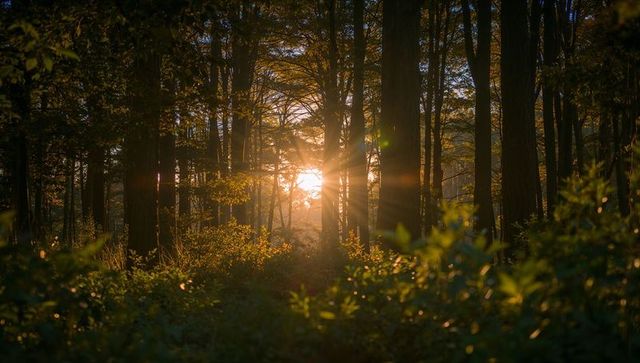 Golden sunlight streaming through temperate forest, backlit trunks and dappled underbrush