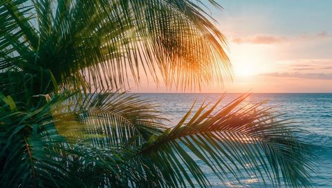 Tropical beach sunset behind swaying palm fronds