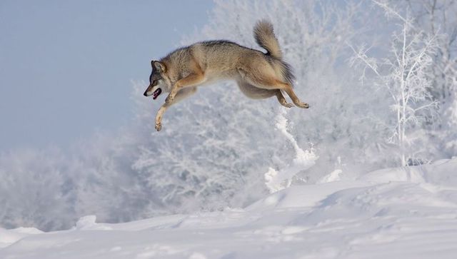 Leaping gray wolf launching over deep snowdrift in frosty winter landscape, dynamic motion
