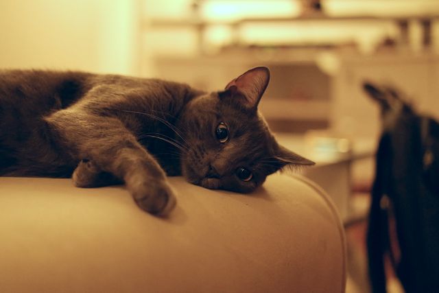 Domestic cat lying leisurely on a sofa in a warm home interior. Picture perfect for articles on pet care, relaxation at home, interior decoration, or promoting cat-related products.