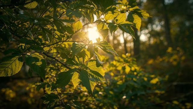 Sunlight filtering through green leaves backlit forest canopy at golden hour