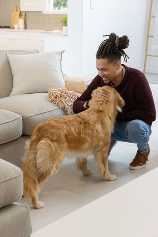 African american middle aged man petting golden retriever in bright modern living room