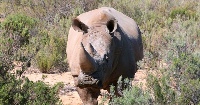 Rhinoceros standing on a grassland on a sunny day 4k