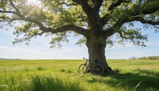 Ancient oak casting dappled shade over sunlit meadow with bicycle resting