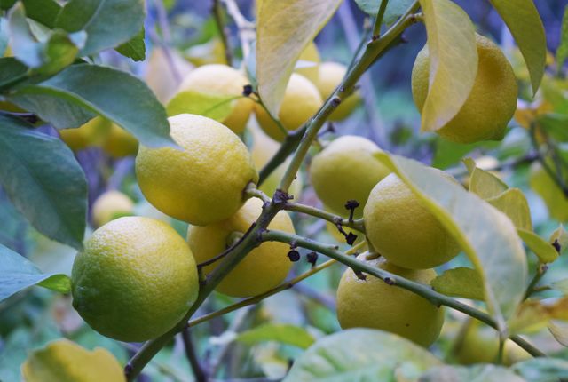 Ripe lemons growing on branches with green leaves in a garden. Ideal for use in articles about gardening, organic farming, healthy living, citrus fruit benefits, or agricultural practices. Could be featured in magazines, recipe blogs, or promotional materials for fruit vendors and farms.