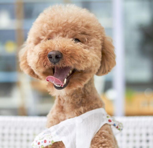 Happy Poodle Dog Smiling with Mouth Open - Download Free Stock Photos Pikwizard.com