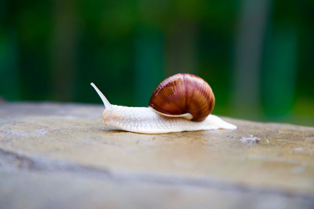 Close-up of Garden Snail Crawling on Wet Surface - Download Free Stock Photos Pikwizard.com