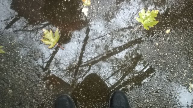 Footage featuring reflections of trees in a puddle on a wet pavement with fallen leaves. Suitable for concepts of autumn, nature's beauty, tranquility, and rainy day atmospheres.