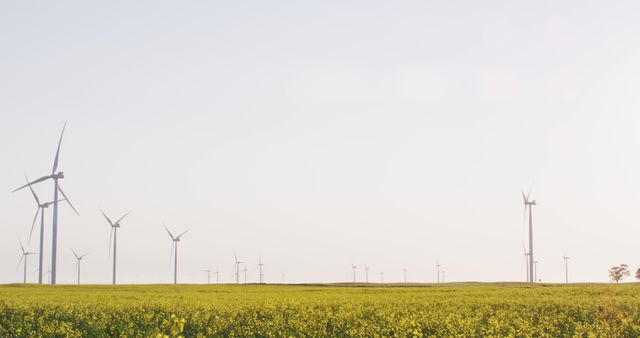 Wind turbines spinning in a vast yellow canola field under clear sky, illustrating renewable energy and sustainability. Perfect for articles or campaigns on clean energy, environmental protection, and sustainable farming.