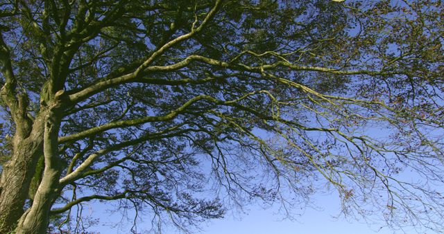 Tree with wide-reaching bare branches placed against clear blue sky. Can be used for themes of nature, tranquility, environment, or as a background for outdoor-related contexts.