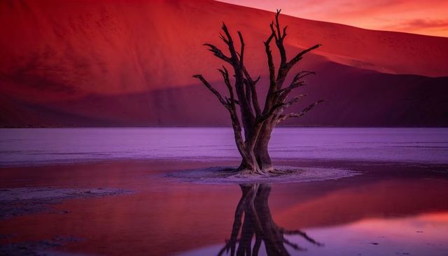 Solitary dead tree reflecting on salt pan at twilight with red dune glow