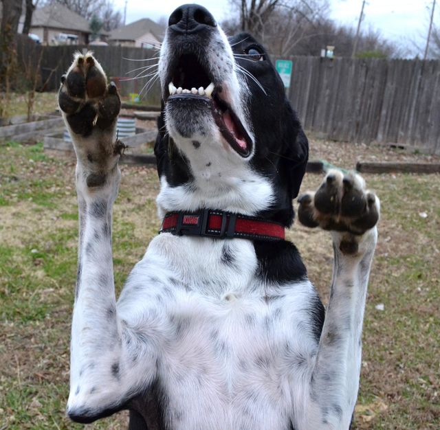 Great dane Dog Canine - Download Free Stock Photos Pikwizard.com