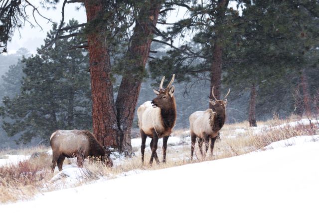 Three elk are grazing and standing in a snow-covered pine forest during winter. Two of the elk have visible antlers, while one is leaning down to graze. The scene captures a tranquil moment and can be used to illustrate wildlife, natural habitats in winter, and animals in their natural environment. Suitable for nature documentaries, blogs about wildlife and seasons, and educational materials.
