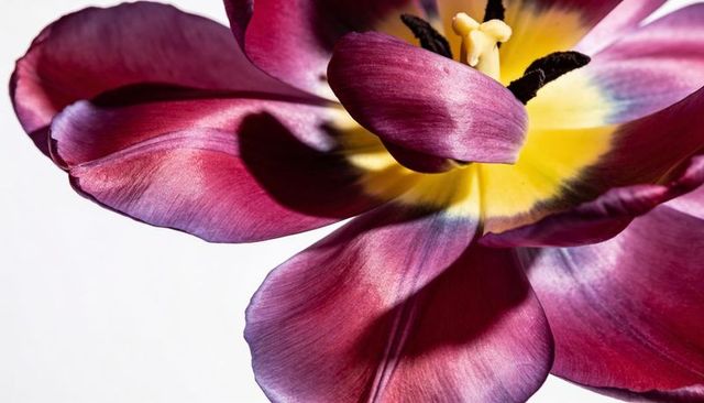 Macro tulip bloom revealing magenta-veined petals, vivid yellow center and dark anthers
