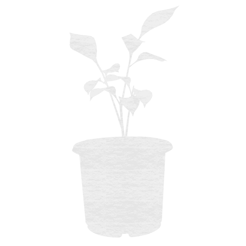 transparent plant illustration for decorative uses - Download Free Stock Videos Pikwizard.com