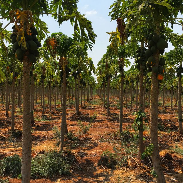 Vibrant image showcasing rows of papaya trees in a well-maintained plantation under bright sunlight, characterized by clean grounds and visible ripe fruits. Ideal for use in agricultural studies, organic farming advertisements, tropical agricultural projects, and educational materials focused on exotic fruit cultivation.