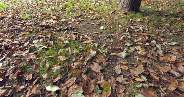 Autumn Leaves on Ground in Forest - Download Free Stock Images Pikwizard.com
