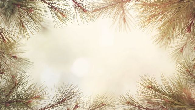 Framing Pine Branches with Soft Sunlight and Bokeh for Seasonal Backgrounds