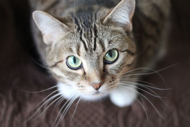 Close-up of a green-eyed tabby cat looking up, showing expressive eyes and whiskers. Suitable for use in pet care articles, animal-focused blogs, veterinary websites, or promotional materials for pet adoption agencies.