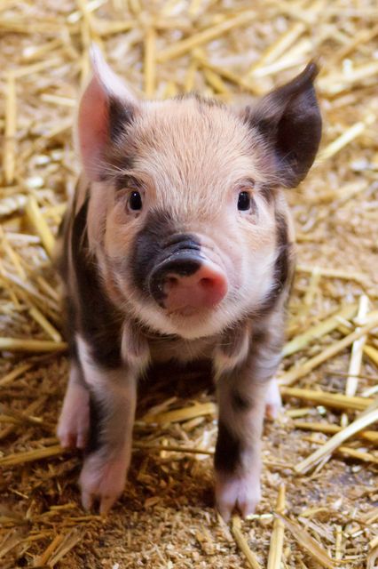 Cute baby pig stands on straw in farm environment. Perfect for use in articles about farming, educational materials about animals, or content promoting sustainable farming practices.